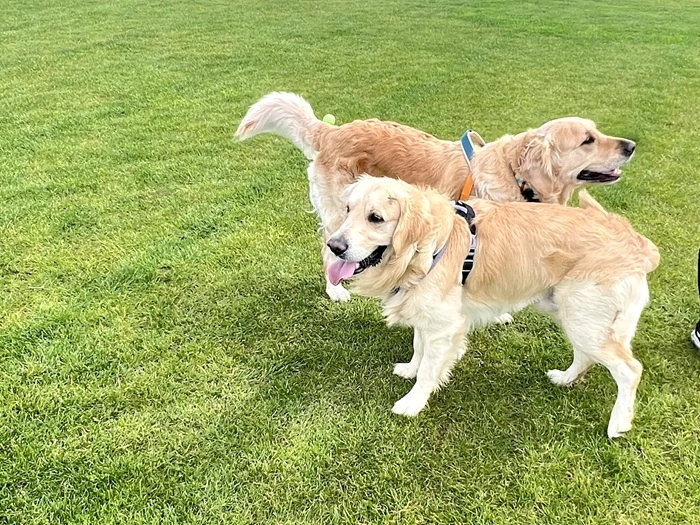White dog on a chair at the table