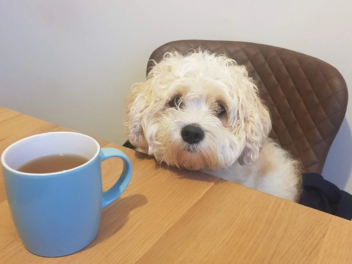 Brown dog sitting on the window sill looiking outside and a blac dog on the couch