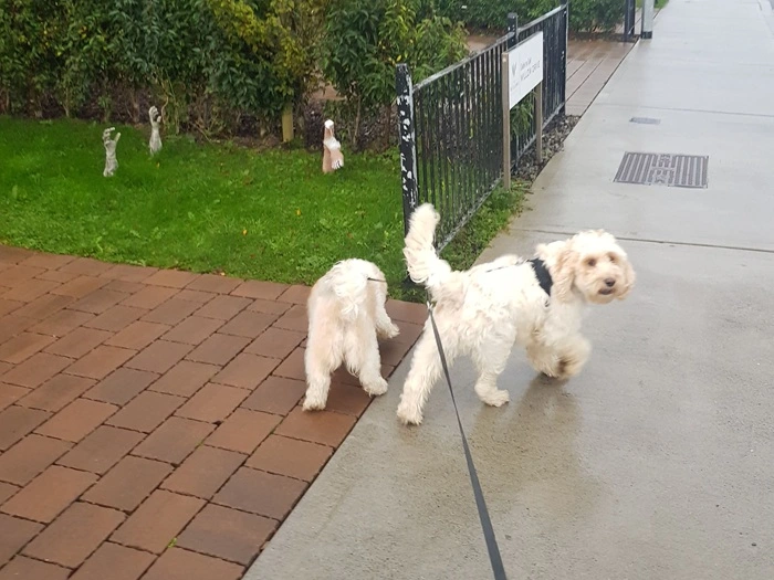 Black sausage dog smiling