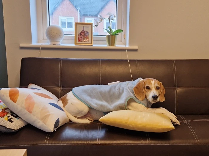 Brown dog walking outside