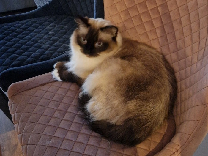 One white dogs and two brown dogs looking at the camera