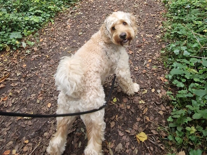 Light brown dog cuddling