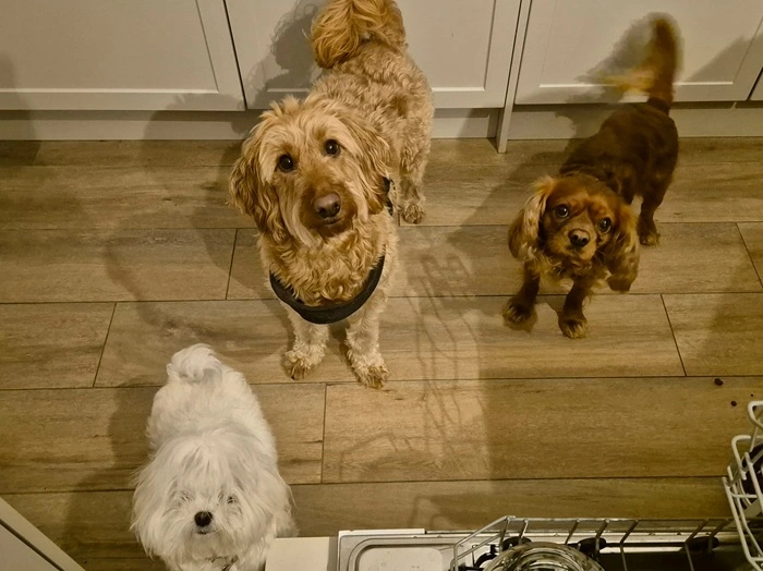 Brown dog on the couch
