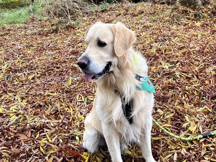 Beige and brown cat on the chair