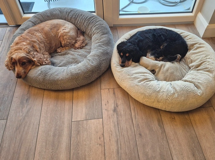 Beige dog walking outside in the woods