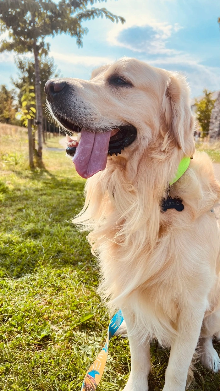 Photo of happy dog