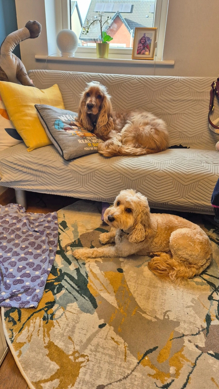 Some of Pri's pet sitting clients on the sofa